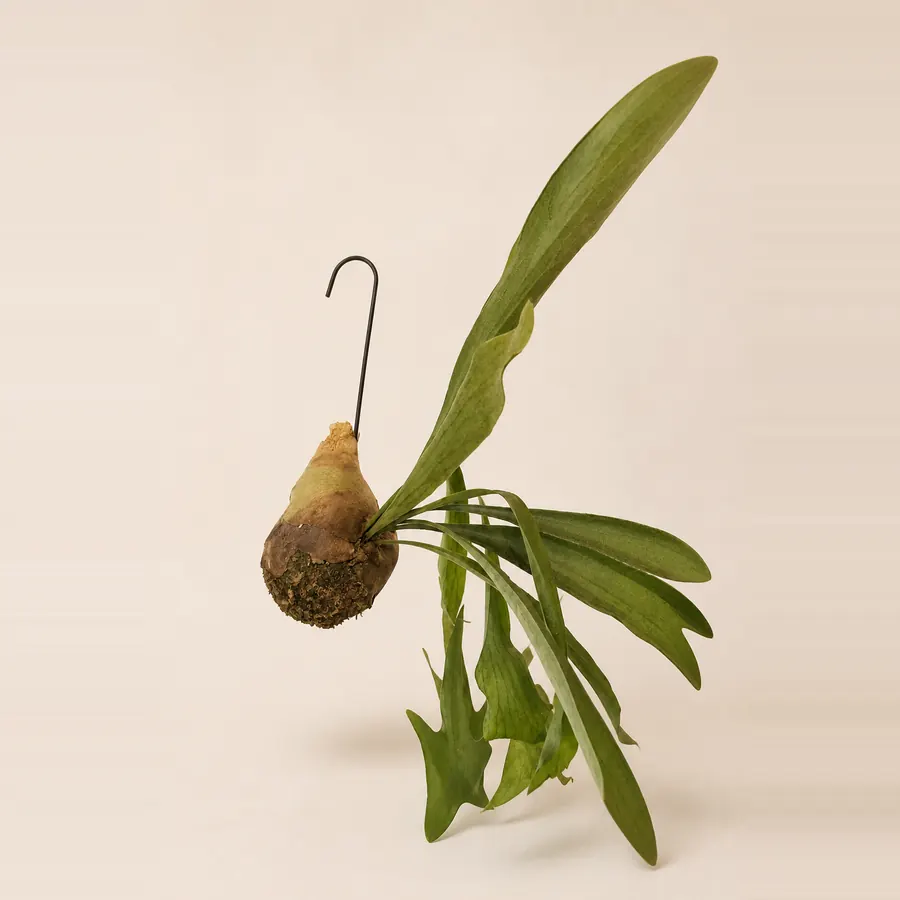 ビカクシダ バーナンド 苔玉