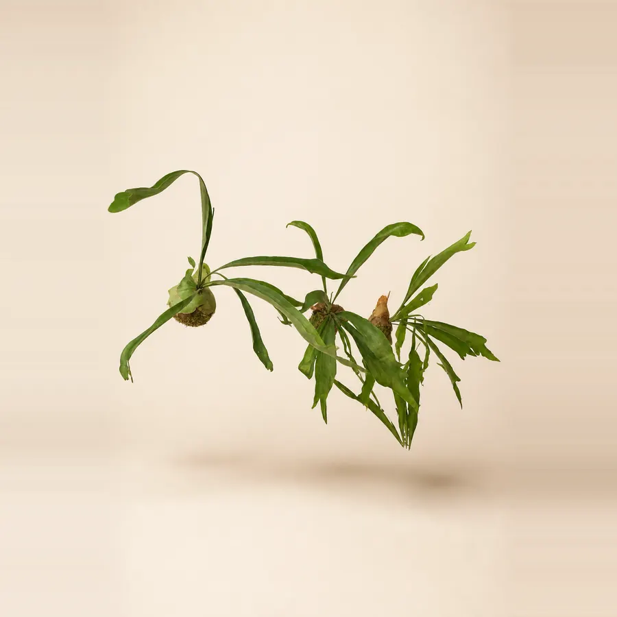 ビカクシダ苔玉(吊り)